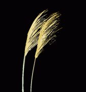 包罗室第商铺、厂